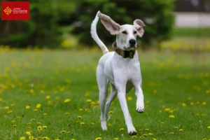 Lire la suite à propos de l’article Éleveurs de Porcelaine et chiots en Occitanie