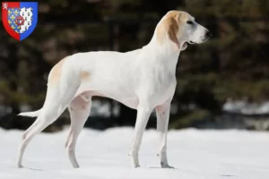 Lire la suite à propos de l’article Éleveurs de Porcelaine et chiots en Pays de la Loire