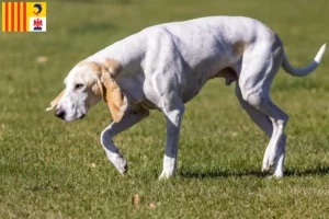 Lire la suite à propos de l’article Porcelaine éleveurs et chiots en Provence-Alpes-Côte d’Azur