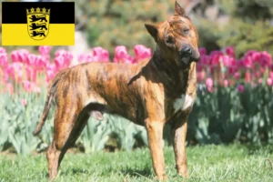 Lire la suite à propos de l’article Presa Canario éleveurs et chiots en Baden-Württemberg