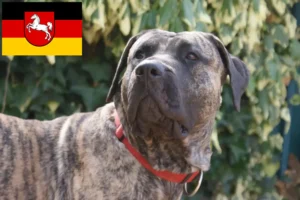 Lire la suite à propos de l’article Presa Canario éleveurs et chiots en Basse-Saxe