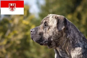 Lire la suite à propos de l’article Presa Canario éleveurs et chiots dans le Brandebourg