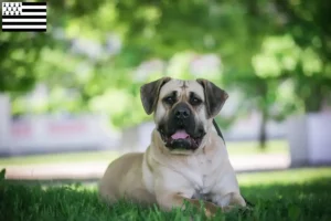 Lire la suite à propos de l’article Éleveurs de Presa Canario et chiots en Bretagne