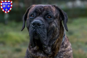 Lire la suite à propos de l’article Presa Canario Éleveurs et chiots en Centre-Val de Loire