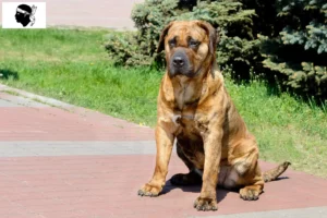 Lire la suite à propos de l’article Presa Canario éleveurs et chiots en Corse