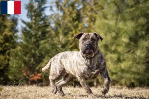 Lire la suite à propos de l’article Presa Canario Éleveurs et chiots en Guadeloupe