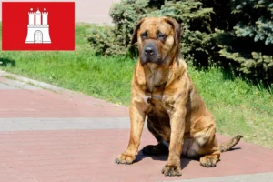 Lire la suite à propos de l’article Presa Canario éleveurs et chiots à Hambourg