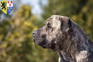 Lire la suite à propos de l’article Presa Canario éleveurs et chiots en Hauts-de-France