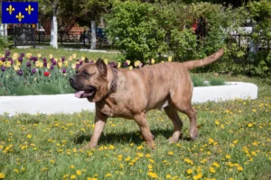 Lire la suite à propos de l’article Presa Canario Éleveurs et chiots en Île-de-France