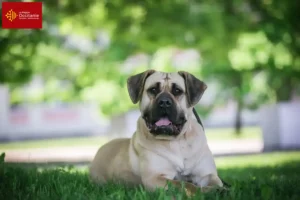 Lire la suite à propos de l’article Presa Canario éleveurs et chiots en Occitanie