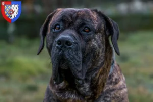 Lire la suite à propos de l’article Presa Canario Éleveurs et chiots en Pays de la Loire