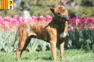 Lire la suite à propos de l’article Presa Canario éleveurs et chiots en Provence-Alpes-Côte d’Azur