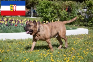 Lire la suite à propos de l’article Presa Canario éleveurs et chiots dans le Schleswig-Holstein