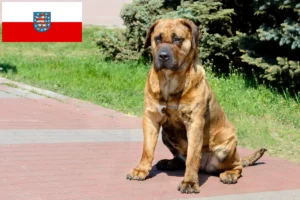 Lire la suite à propos de l’article Presa Canario éleveurs et chiots en Thuringe