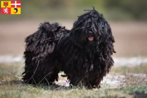 Lire la suite à propos de l’article Éleveurs de Puli et chiots en Auvergne-Rhône-Alpes