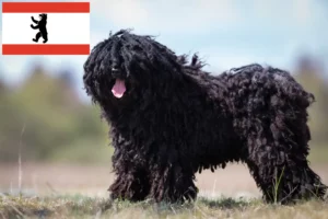 Lire la suite à propos de l’article Éleveurs de Puli et chiots à Berlin