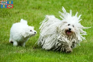 Lire la suite à propos de l’article Éleveurs de Puli et chiots en Bourgogne-Franche-Comté