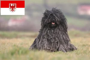 Lire la suite à propos de l’article Éleveurs de Puli et chiots dans le Brandebourg