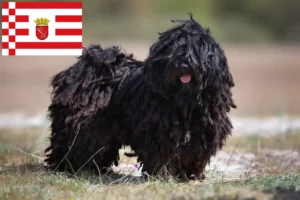 Lire la suite à propos de l’article Éleveurs de Puli et chiots à Brême