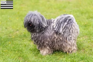 Lire la suite à propos de l’article Éleveurs de Puli et chiots en Bretagne