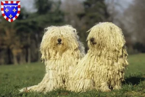 Lire la suite à propos de l’article Éleveurs de Puli et chiots en Centre-Val de Loire