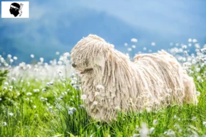 Lire la suite à propos de l’article Éleveurs de Puli et chiots en Corse