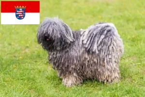 Lire la suite à propos de l’article Éleveurs de Puli et chiots en Hesse