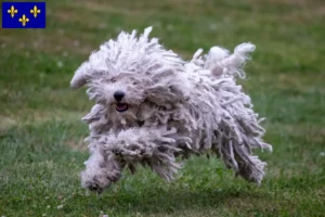 Lire la suite à propos de l’article Éleveurs de Puli et chiots en Île-de-France