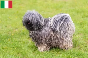 Lire la suite à propos de l’article Éleveurs de Puli et chiots en Italie