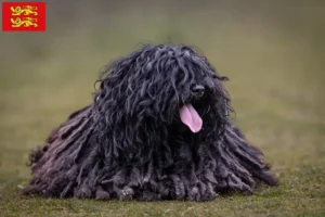 Lire la suite à propos de l’article Éleveurs de Puli et chiots en Normandie