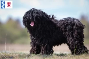 Lire la suite à propos de l’article Éleveurs de Puli et chiots en Nouvelle-Aquitaine