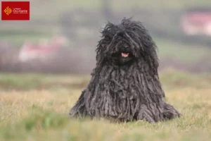 Lire la suite à propos de l’article Éleveurs de Puli et chiots en Occitanie