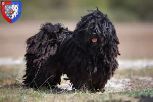 Lire la suite à propos de l’article Éleveurs de Puli et chiots en Pays de la Loire