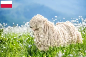 Lire la suite à propos de l’article Éleveurs de Puli et chiots en Pologne