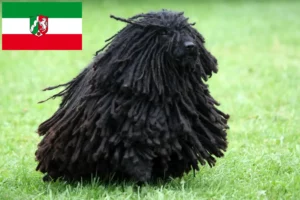 Lire la suite à propos de l’article Éleveurs de Puli et chiots en Rhénanie du Nord-Westphalie