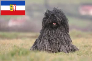 Lire la suite à propos de l’article Éleveurs de Puli et chiots en Schleswig-Holstein