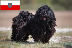 Lire la suite à propos de l’article Éleveurs de Puli et chiots en Thuringe