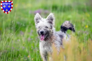 Lire la suite à propos de l’article Pumi éleveurs et chiots en Centre-Val de Loire