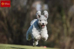 Lire la suite à propos de l’article Pumi éleveurs et chiots en Occitanie