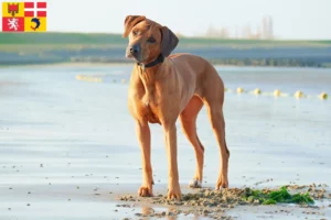 Lire la suite à propos de l’article Éleveurs de Rhodesian Ridgeback et chiots en Auvergne-Rhône-Alpes