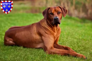 Lire la suite à propos de l’article Éleveurs de Rhodesian Ridgeback et chiots en Centre-Val de Loire