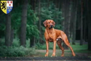 Lire la suite à propos de l’article Éleveurs de Rhodesian Ridgeback et chiots en Hauts-de-France