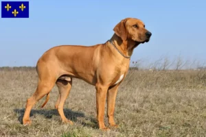 Lire la suite à propos de l’article Éleveurs de Rhodesian Ridgeback et chiots en Île-de-France