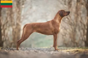 Lire la suite à propos de l’article Éleveurs de Rhodesian Ridgeback et chiots en Lituanie