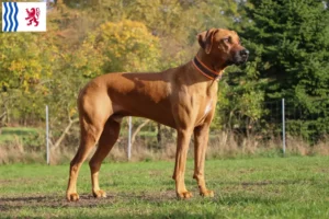 Lire la suite à propos de l’article Éleveurs de Rhodesian Ridgeback et chiots en Nouvelle-Aquitaine