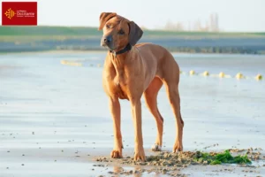 Lire la suite à propos de l’article Éleveurs de Rhodesian Ridgeback et chiots en Occitanie