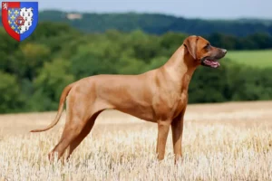 Lire la suite à propos de l’article Éleveurs de Rhodesian Ridgeback et chiots en Pays de la Loire