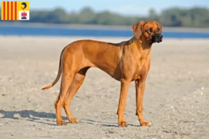 Lire la suite à propos de l’article Éleveurs de Rhodesian Ridgeback et chiots en Provence-Alpes-Côte d’Azur