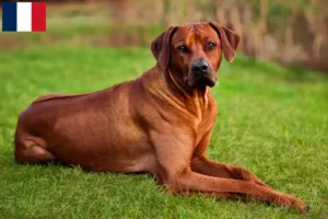 Lire la suite à propos de l’article Éleveurs de Rhodesian Ridgeback et chiots à la Réunion