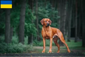 Lire la suite à propos de l’article Rhodesian Ridgeback éleveurs et chiots en Ukraine